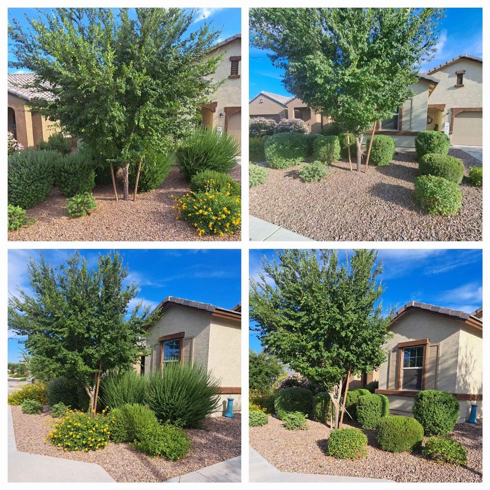 A collage of four photos shows a well-maintained suburban front yard, featuring gravel landscaping, trimmed bushes, and flowering plants—expertly designed by a top-rated artificial grass installer in Apache Junction, AZ.