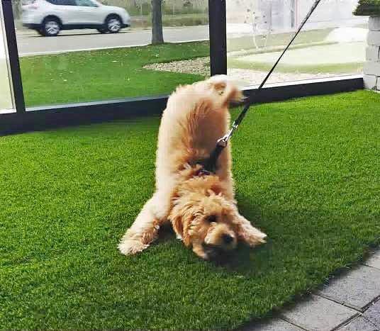 A fluffy tan dog on a leash playfully stretches on lush green grass installed by a Pet Turf Installer Apache Junction, with its rear in the air and head down. A car and trees are visible outside a window in the background.