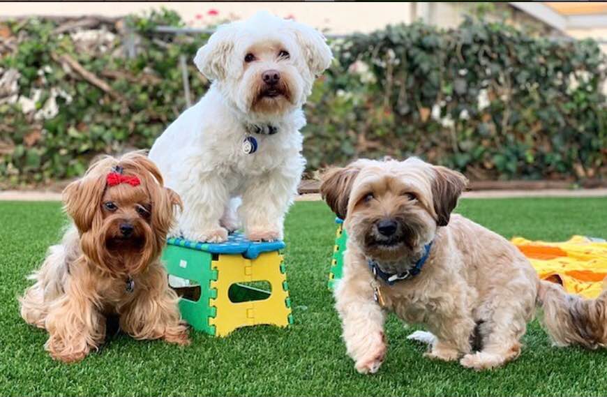Three small dogs pose on green grass. One white dog stands on a colorful plastic stool, while a tan and a brown dog sit and stand beside it—showcasing work by a Top-Rated Artificial Grass Installer in Apache Junction, AZ. Shrubs and a fence are behind them.